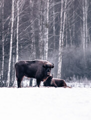 european bisons