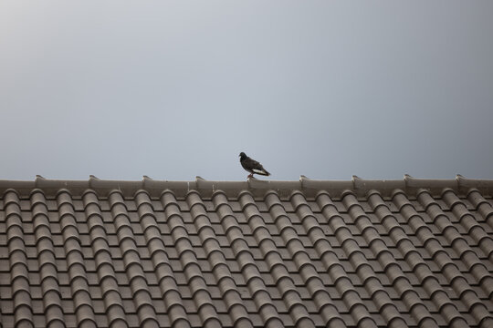 Pomba pousada no topo de um telhado