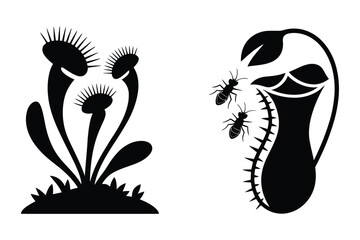 Venus Flytrap and Pitcher Plant Silhouette, Nature Vector © Sadek