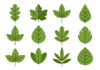 Fototapeta premium Vector flat design illustration of various green leaves in different shapes and sizes against a clean white background.