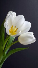 Obraz premium Trio of white tulips, one in full bloom, others still budding, dark backdrop