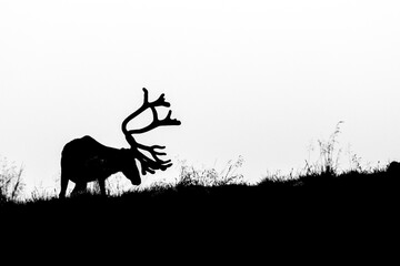 Reindeer on field, Finland.