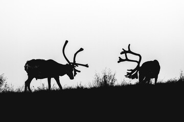 Reindeer on field, Finland.