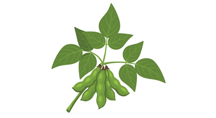 Obraz premium A close-up view illustrates a vibrant cluster of green soybean pods nestled among several broad green leaves on a white background.