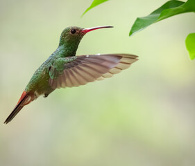 Colibrí Amazilia Colirrufo (Amazilia tzacati) © clotero