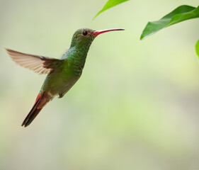 Colibrí Amazilia Colirrufo (Amazilia tzacati) © clotero
