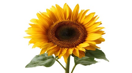 Fototapeta premium Bright Yellow Sunflower with Green Leaves Isolated on a White Background.