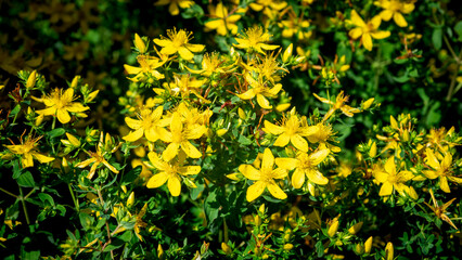 Bright yellow Hypericum perforatum (St John’s wort) flowers blooming in sunlight, medicinal herb plant with star-shaped blossoms and green foliage in summer garden