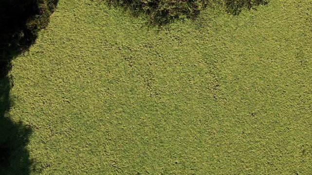 Top view floating aquatic plants