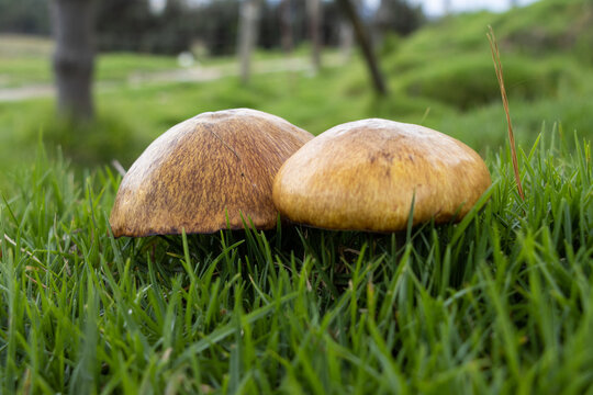 hongos silvestres en un campo verde en los andes