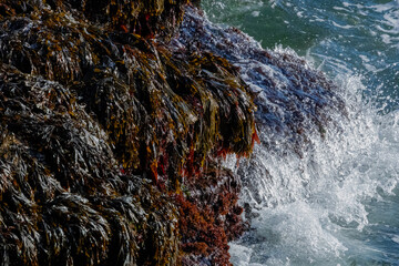 seaweed on rocks © robert