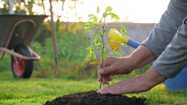 Planting young tree in soil. Home gardener tending young sapling carefully. Garden scene with watering can and sunset lighting. Backyard scene with nurturing hands and growing young plant in sunset