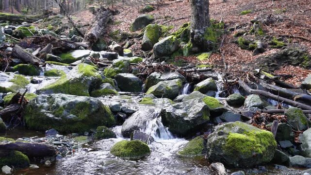 lichen on rock