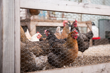 free range chickens © Kelly