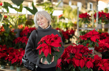In store near counter, senior woman customer selects potted poinsettia, examines and selects healthy and attractive poinsettia plant. Customer hesitated and was confused by large selection in store