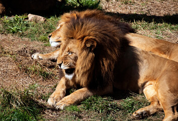 Two Male African Lions (Panthera Leo)