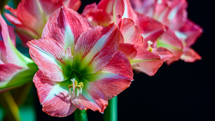 ピンクの花のアマリリス