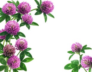 Fototapeta premium Purple clover blossoms and green leaves arranged as corner element on white backdrop with generous negative space