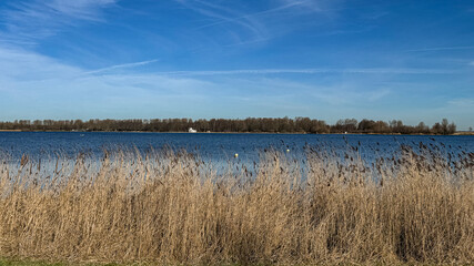 Obraz premium Reeds along a calm lake under a clear blue sky in the Netherlands. Natural landscape with water, dry grass and distant trees on the horizon on a sunny day.