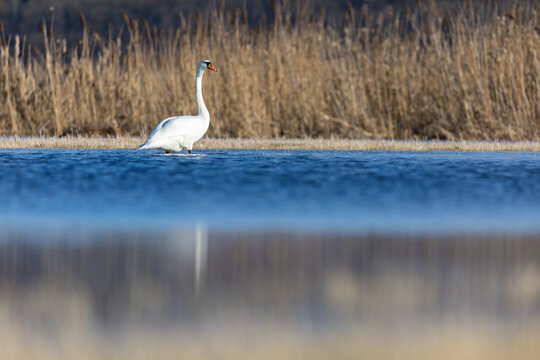 swans above odertal grassland landscape