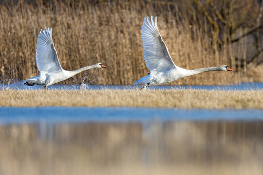 swans above odertal grassland landscape