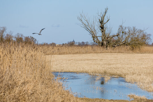 floodplain