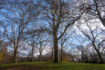 Obraz premium Walking in Green Park in London in December, surrounded by lush trees, open lawns, and peaceful paths, place for relaxation and scenic walks