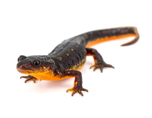 Newt with a black and yellow body crawls forward on white