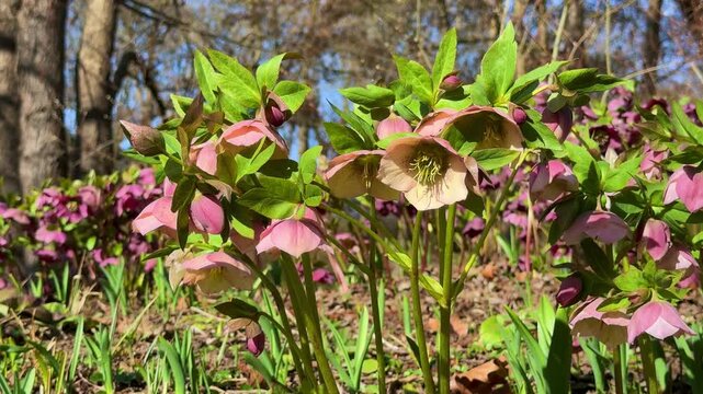 Dark pink Hellebore flowers (Helleborus orientalis) blooming in the garden