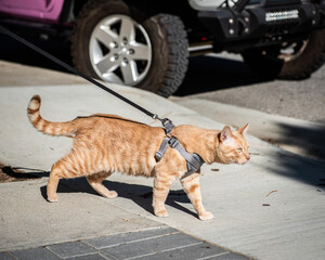 cat on leash © Kelly