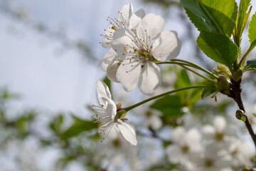 Obraz premium Delicate white cherry blossom flowers with yellow stamens blooming on tree branch in spring garden. Soft natural light and blurred green background with copy space.