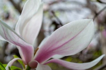 Fototapeta premium Close up of elegant white and pink magnolia flower blooming on tree branch with soft natural background and spring light. Delicate petals and fresh green leaves in garden scene.