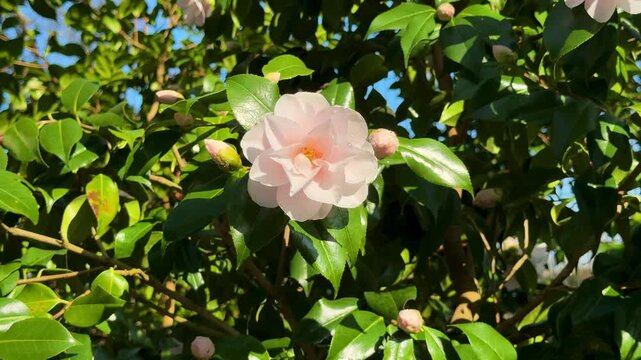 Camelia Japonica 'Higo Nioi-fubuki' bloom. Pink Camellia flower blooming  in the garden