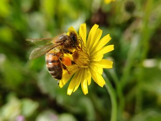 Honey bee collecting pollen on yellow wildflower in garden, macro nature photography.