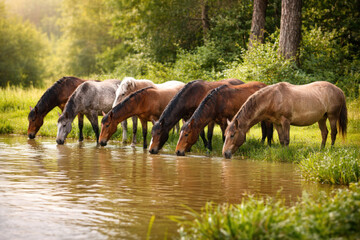 Fototapeta premium A herd of horses drinking water from a small natural pond on the edge of a forest. 
