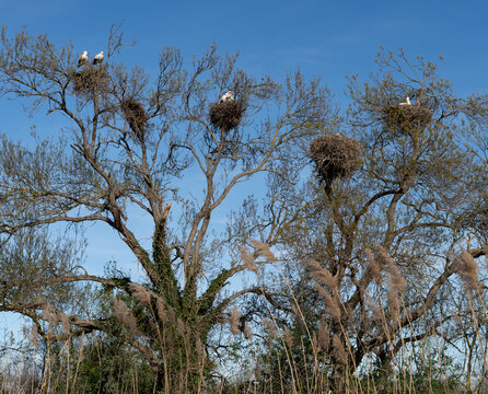 Nids de cigognes, Languedoc, France