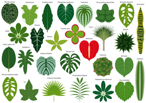 色々な観葉植物の葉　アイコンセット