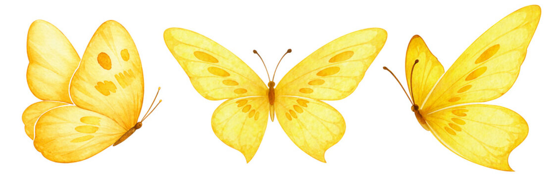Yellow Watercolor Butterfly Set, Hand Painted Butterfly Illustration, Isolated Botanical Insect, Spring Nature Clip Art