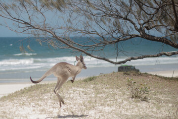Naklejka premium Kangaroo at the beach in Australia.