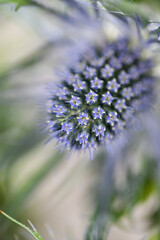 Obraz premium Close up of Eryngium Blue Glitter Flower Heads