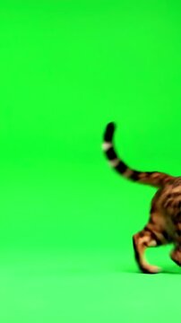 Green Screen 4k bengal cat on isolated with chroma key real shot slowly walking across the frame from left to right stops and runs away then back scene 1 distortion, overlay, glitch, static noise