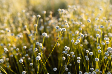 Stink Bugs on Eriocaulon henryanum flower field under sunlight