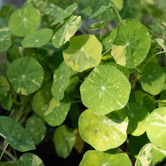 Tropaeolum Nasturtium leaves closeup under sunlight