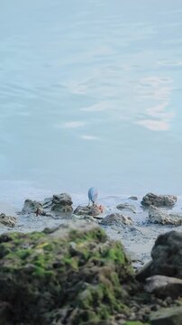 a Butorides was walking on the beach looking for fish