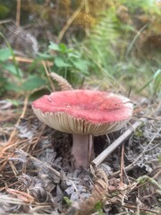 A Single Mushroom With A Reddish Textured Cap And Pale Stem Sits Among Moss, Pine Needles, Dry Leaves, And Forest Debris, With Nearby Green Plants Creating A Natural Woodland Scene On The Forest Floor