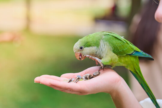 A green parrot eats seeds from the palm of a girl's palm.