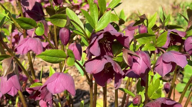Dark purple Hellebore flowers (Helleborus orientalis) blooming in spring garden