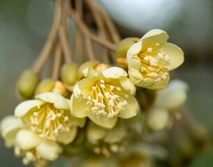 Group bud durian flowers blooming on the branches on tree in the garden