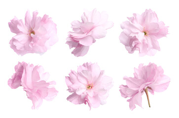 Spring blossom. Sakura flowers with pink petals isolated on white, set