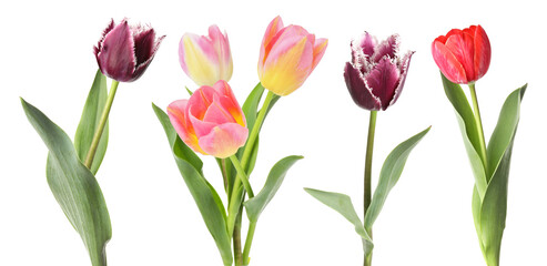 Fototapeta premium Beautiful tulips isolated on white, set. Spring flowers